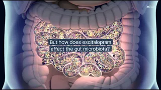 How gut microbes affect efficacy of antidepressant escitalopram