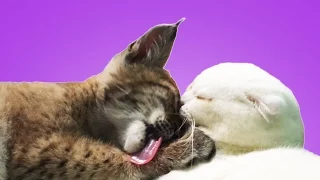 Siberian lynx plays and sleep with cat