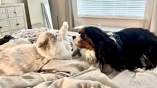 Ragdoll and Cavalier King Charles have epic wrestling match