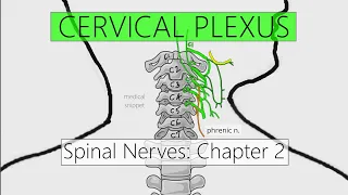 Cervical Plexus | Nervous system | 4K | Spinal nerves: Chapter 2