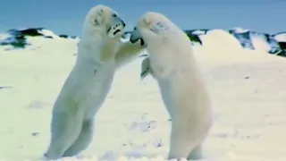 Polar Bear Fight | Nature's Great Events | Wild Life Revenge | 4K