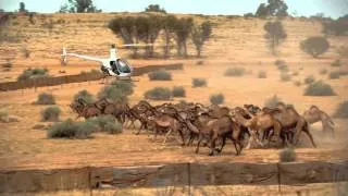 Robson Green's Australian Adventure Episode 2: CAMEL HERDING