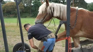 a young farrier does excellent and fast work