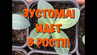 БЕШЕНЫЙ РОСТ ЭУСТОМЫ! УРА!! ЭКСПЕРИМЕНТ УДАЛСЯ!!!