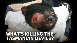 What’s killing the tasmanian devils?