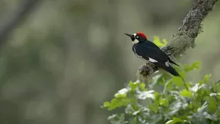 The Anomalies: The Acorn Woodpecker | bioGraphic