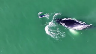 Humpback Whale Joins Dolphins in Joyful Chase