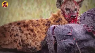 15 Animals Messed With The Wrong Hyena