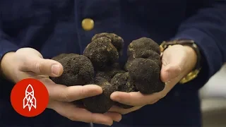 The Truffle Kingpin of New York City