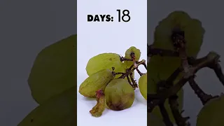 That's how raisins are made#lofi #fruit #raisins #grapes #timelapse