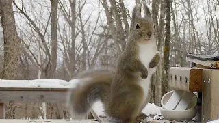 The fluffy Japanese squirrel is swinging its tail around!! (Jan 07 2022)