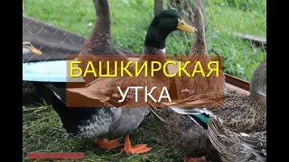 БАШКИРСКАЯ УТКА. Описание.