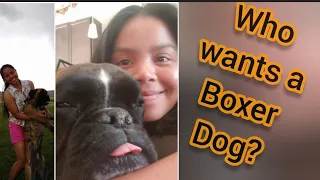 Boxer Dog: Who wants my baby Tiger?