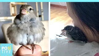 Couple rescues wild baby bird and she refuses to leave them behind