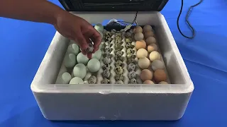 Инкубатор для яиц автоматический нового поколения