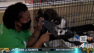 With shelter full, Jacksonville Humane Society offering free adoptions