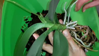Орхидея Упала со Стеллажа🤕 | Ревизия и Пересадка Орхидеи | Phal. Black Pearl