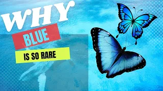 Blue Is So Rare In Nature, Why?