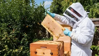 Flow Hive in the UK - Beekeeping, gardening and work-life balance