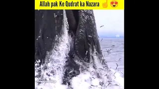Allah pak Ke Qudrat ka Nazara ☝️💖 #shorts #islamic #allah #muslim #viralvideo
