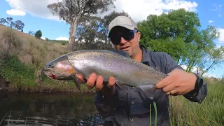 Blue Mountains creek full of Trout