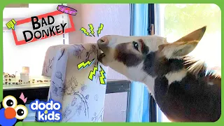 Mini Donkey Won’t Stop Eating Furniture | Dodo Kids | Bad Boys And Girls