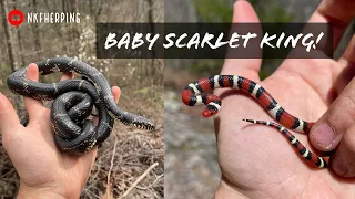 Finding a Baby Scarlet Kingsnake! Snake Hunting in Alabama (plus a little Georgia)