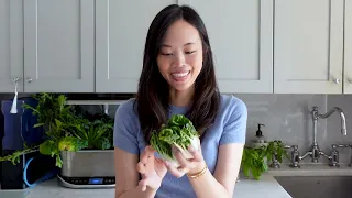 How to Grow Baby Bok Choy Indoors (aerogarden experiments)