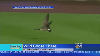 Loose Goose Crashes Baseball Game