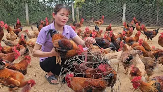 Feed the chickens this food, easily catch free-range chickens to sell. ( Ep 269 ).