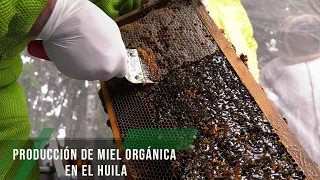Producción de miel orgánica en el Huila - TvAgro por Juan Gonzalo Angel Restrepo
