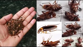 MAGIC CLOVE   || How To Kill Cockroach, Within 5 minutes || Home Remedy ||