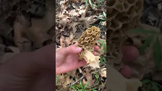 Finding #Morel Mushrooms in Missouri #morels