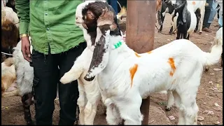 Biggest Mandi Of Rajasthan Balaheri |Balaheri Bakra Mandi | Biggest Totapari