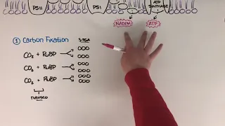 Light-independent reactions of photosynthesis