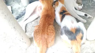 Cats Drinking Milk from wrong Mom, But The mother cat does not mind