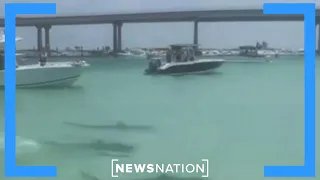 Woman bitten by shark on New York’s Rockaway Beach | NewsNation Now