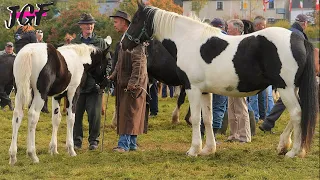 Ballinasloe Horse Fair - Mammoth Event That Shook Ireland in 2008...