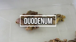 Duodenum - gross anatomy