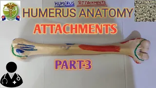 Humerus Attachments Humerus Anatomy Easy explanation