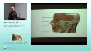 Cranial Nerve VII Anatomy