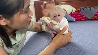 Mom and baby monkey Abi go shopping for new clothes