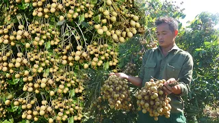 Take care and repair the cow shed, harvest the ripe longan and bring it to the market to sell Ep 91