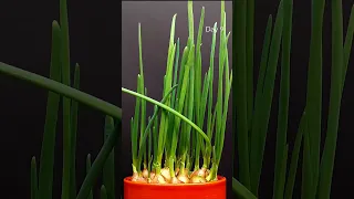 Growing Onion from Bulb Time-lapse #greentimelapse #gtl #timelapse