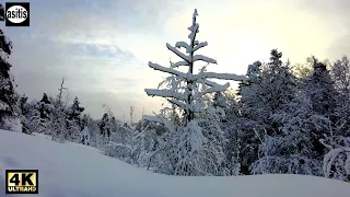 Helsinki Finland Urban Nature - Winter Snow Walk in Saunalahti & Kivinokka