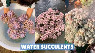 How do you water your succulents? Bạn tưới sen đá như thế nào? 多肉植物| 다육이들 | Suculentas