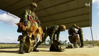 Cães de Guerra do Exército Português