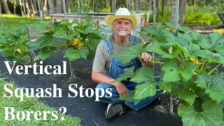 How  I Grow Squash Vertically To Combat Squash Borers!