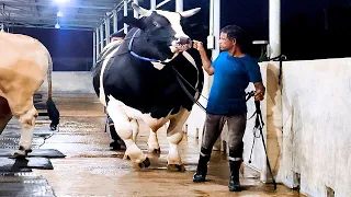 1200 KG Holstein Friesian bull | Brownie's Ranch