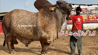 Biggest Bulls of SURMAWALA Cattle Farm Collection 2024 #bakra_mandi #cowmandi #cattlefarm #mandi